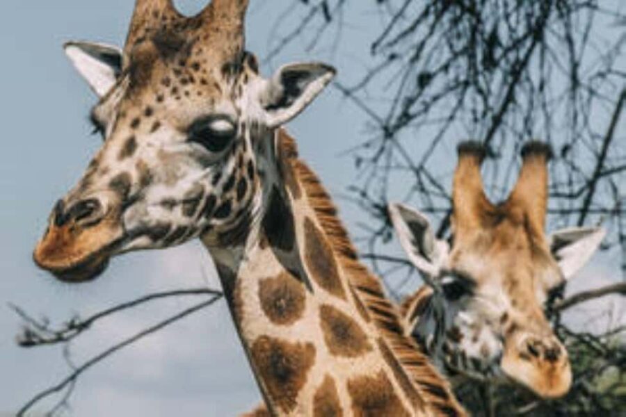 Uganda: 12-Day Gorillas & Wildlife Vacation Safari - Exploring Uganda’s Landscape in 12 Days