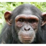 Uganda: 12-Day Luxury Safari with Gorilla Trekking - FAQs