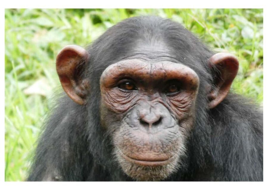 Uganda: 12-Day Luxury Safari with Gorilla Trekking - FAQs
