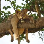 Uganda: 14-Day Wildlife & Gorillas Adventure-Midrange Trip - What’s Included and What to Consider