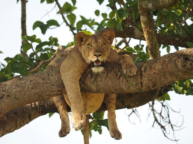 Uganda: 14-Day Wildlife & Gorillas Adventure-Midrange Trip - What’s Included and What to Consider