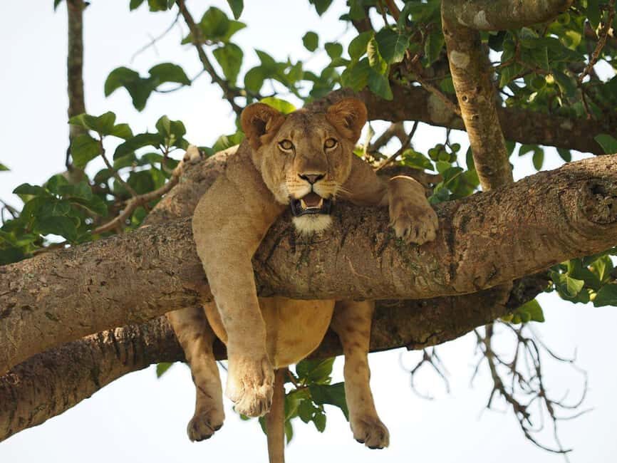 Uganda: 14-Day Wildlife & Gorillas Adventure-Midrange Trip - What’s Included and What to Consider