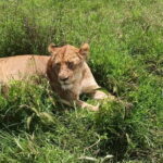 Uganda: 2-Day Queen Elizabeth National Park Safari - The Value in Every Moment