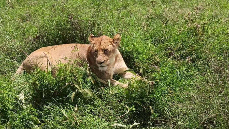 Uganda: 2-Day Queen Elizabeth National Park Safari - The Value in Every Moment