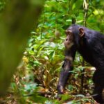 Uganda: 3-Day Amazing Gorilla Trekking - The Itinerary in Detail