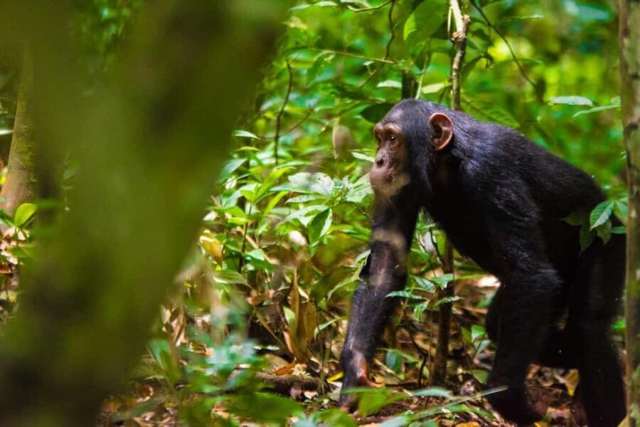 Uganda: 3-Day Amazing Gorilla Trekking - The Itinerary in Detail