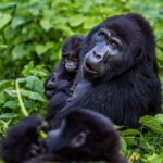 Uganda: 3-Day Gorilla Experience from Entebbe - Day 3: Return Journey and Departure