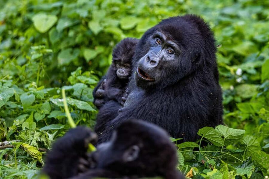 Uganda: 3-Day Gorilla Experience from Entebbe - Day 3: Return Journey and Departure