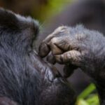 Uganda: 3-Day Gorilla Trekking Bwindi Forest - What’s Included and What to Consider