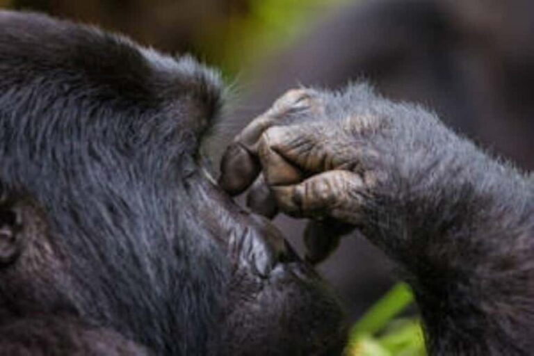 Uganda: 3-Day Gorilla Trekking Bwindi Forest - What’s Included and What to Consider