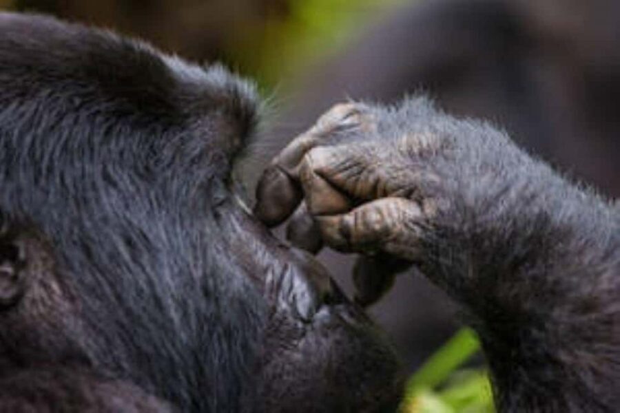 Uganda: 3-Day Gorilla Trekking Bwindi Forest - What’s Included and What to Consider