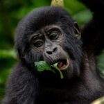 Uganda: 3-Day Gorilla Trekking Safari and Lake Bunyonyi Tour - The Value of This Tour