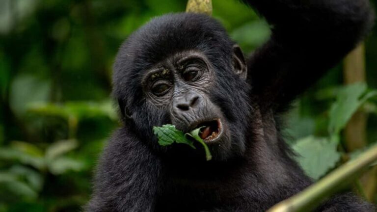 Uganda: 3-Day Gorilla Trekking Safari and Lake Bunyonyi Tour - The Value of This Tour