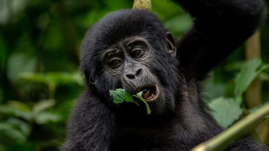 Uganda: 3-Day Gorilla Trekking Safari and Lake Bunyonyi Tour - The Value of This Tour