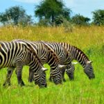 Uganda : 3-Day Kidepo Valley NP Safari Vacation to Uganda - Exploring the Itinerary: What’s on Offer?