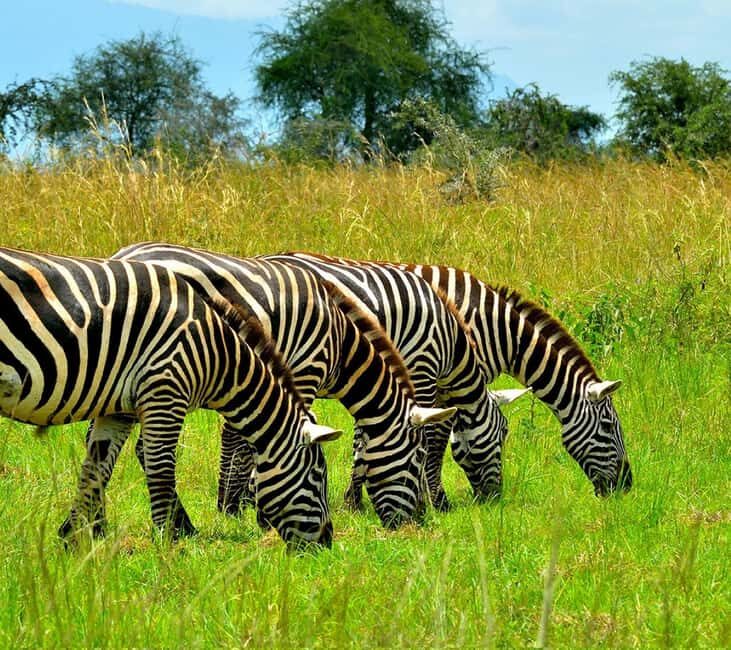 Uganda : 3-Day Kidepo Valley NP Safari Vacation to Uganda - Exploring the Itinerary: What’s on Offer?