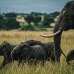 Uganda : 3-Day Queen Elizabeth National Park Safari - What Makes This Tour Stand Out?