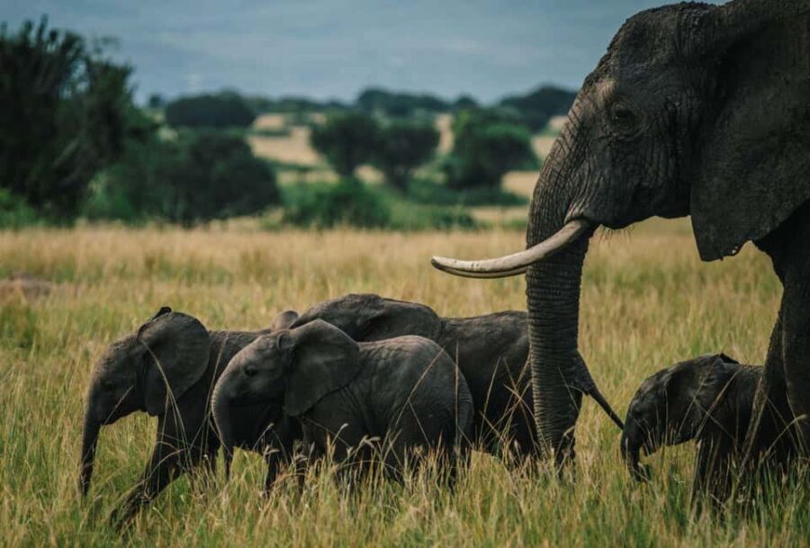 Uganda : 3-Day Queen Elizabeth National Park Safari - What Makes This Tour Stand Out?