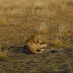 Uganda: 3-Day Tour with Murchison Falls and Rhino/Chimp Trek - The Value of This Short Safari