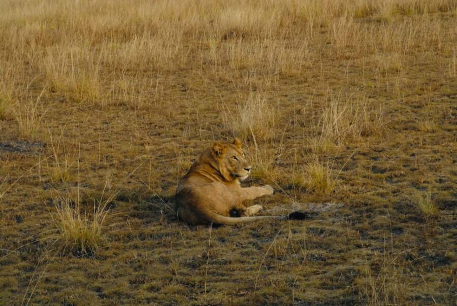 Uganda: 3-Day Tour with Murchison Falls and Rhino/Chimp Trek - The Value of This Short Safari