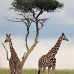 Uganda: 3 Days Murchison Falls National Park Guided Tour - What’s Included and What’s Not