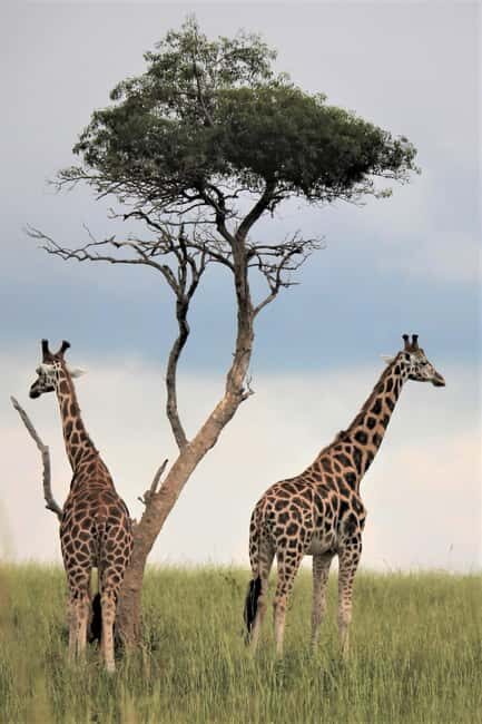 Uganda: 3 Days Murchison Falls National Park Guided Tour - What’s Included and What’s Not