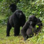 Uganda: 4-Day Bwindi Impenetrable Forest National Park Tour - The Practicalities: What’s Included and What’s Not