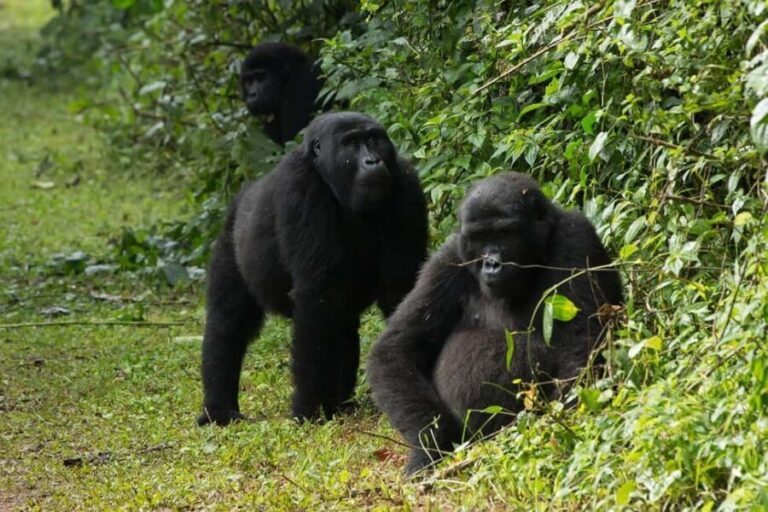 Uganda: 4-Day Bwindi Impenetrable Forest National Park Tour - The Practicalities: What’s Included and What’s Not