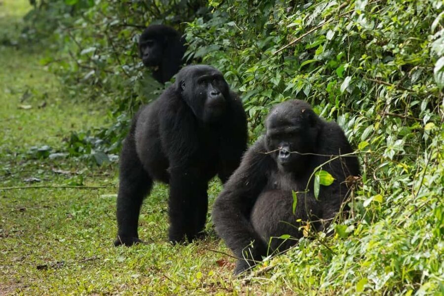 Uganda: 4-Day Bwindi Impenetrable Forest National Park Tour - The Practicalities: What’s Included and What’s Not