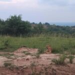 Uganda: 4-Day Murchison Falls National Park Safari - FAQ