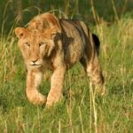 Uganda: 4-Day Safari to Lake Mburo and Queen Elizabeth NP - The Sum Up