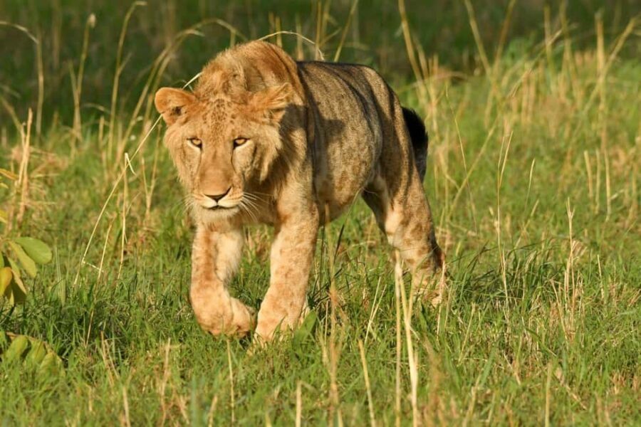Uganda: 4-Day Safari to Lake Mburo and Queen Elizabeth NP - The Sum Up