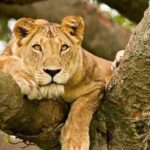 Uganda: 5-Day Gorilla and Chimpanzee Tracking Tour - What Makes This Tour Valuable?