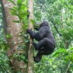 Uganda: 5-Day Holiday to Uganda - Gorilla Trekking - Things to Keep in Mind