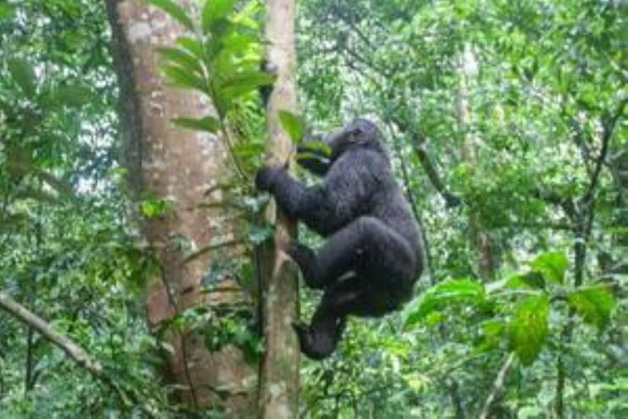 Uganda: 5-Day Holiday to Uganda - Gorilla Trekking - Things to Keep in Mind