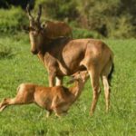 Uganda: 5-Day Lake Mburo NP, Bwindi & Lake Bunyonyi - Value and Practicalities