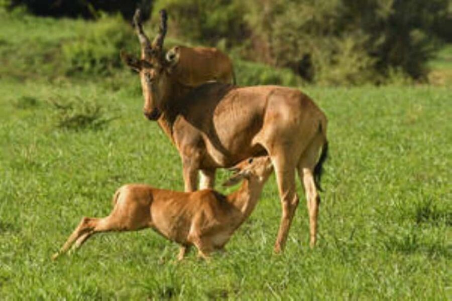 Uganda: 5-Day Lake Mburo NP, Bwindi & Lake Bunyonyi - Value and Practicalities