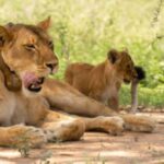 Uganda: 5-Day Safari to Murchison Falls & Semuliki NP - Exploring the Itinerary in Detail