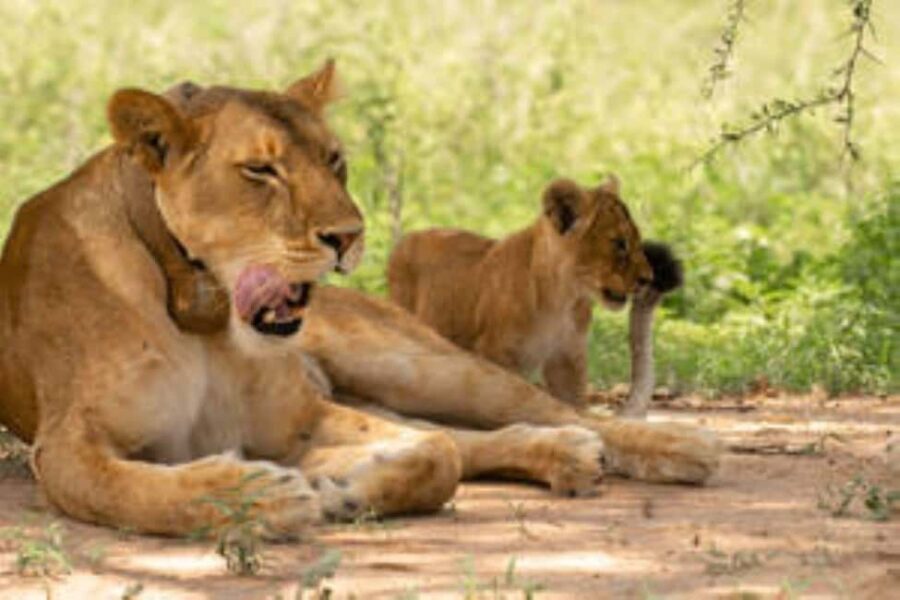 Uganda: 5-Day Safari to Murchison Falls & Semuliki NP - Exploring the Itinerary in Detail