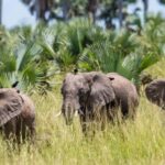 Uganda: 6-Day Big Five Tour Adventure & Chimpanzee Tracking - Practical Aspects & Travel Tips