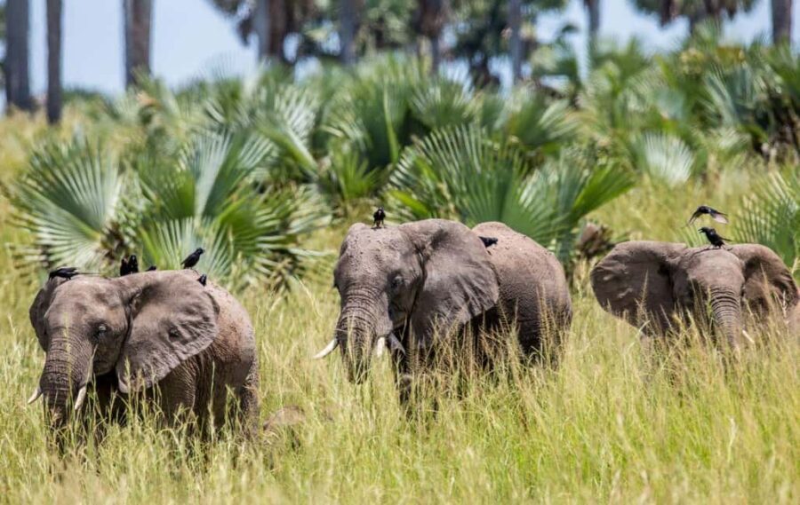 Uganda: 6-Day Big Five Tour Adventure & Chimpanzee Tracking - Practical Aspects & Travel Tips