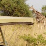 Uganda: 6-Day Safari with Kibale, Queen Elizabeth & More - Practical Details & What to Expect