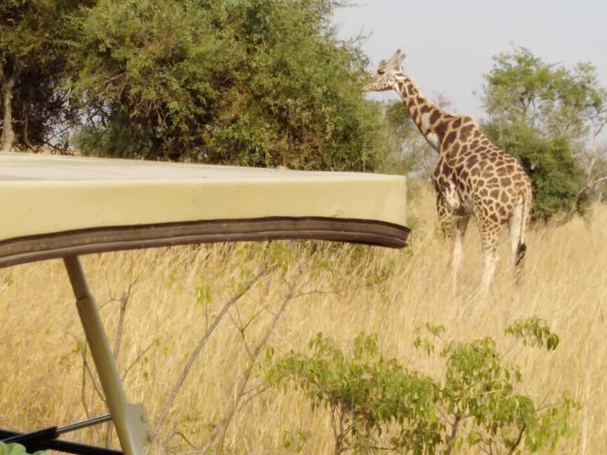 Uganda: 6-Day Safari with Kibale, Queen Elizabeth & More - Practical Details & What to Expect