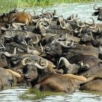 Uganda: 6-Day Wildlife and Chimp Trekking Safari - Why This Tour Offers Great Value
