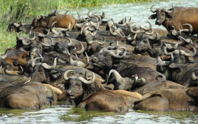 Uganda: 6-Day Wildlife and Chimp Trekking Safari - Why This Tour Offers Great Value