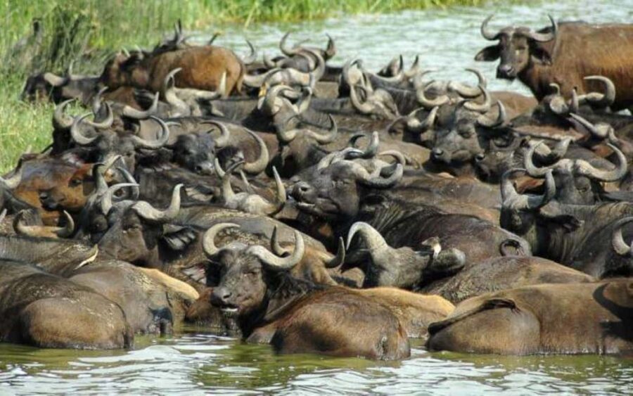 Uganda: 6-Day Wildlife and Chimp Trekking Safari - Why This Tour Offers Great Value