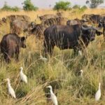 Uganda: 6-Days Safari to Murchison Falls and Queen Elizabeth - Practical Details and What You Need to Know