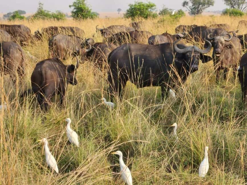 Uganda: 6-Days Safari to Murchison Falls and Queen Elizabeth - Practical Details and What You Need to Know
