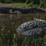 Uganda: 6-Days wild life and Chimpazee - Tips for Making the Most of This Tour