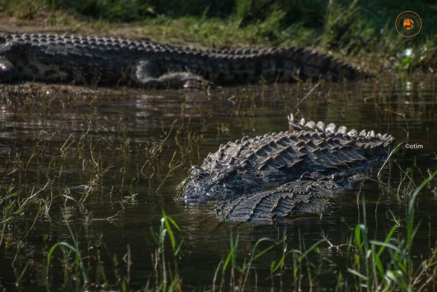 Uganda: 6-Days wild life and Chimpazee - Tips for Making the Most of This Tour